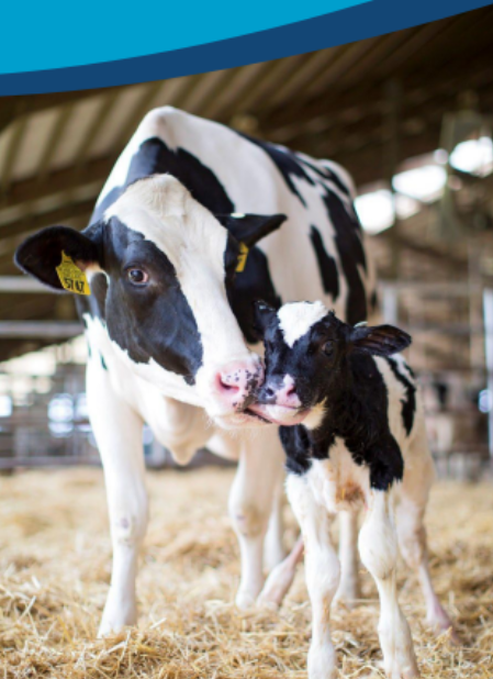 Bolo de Goff - Bolos de calcio contra hipocalcemia